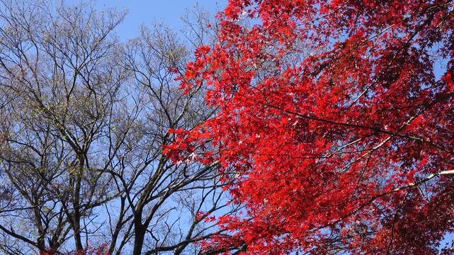 autumn leaves and trees in the Japanese garden.