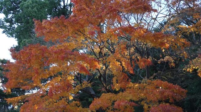 autumn leaves and trees in the Japanese garden.