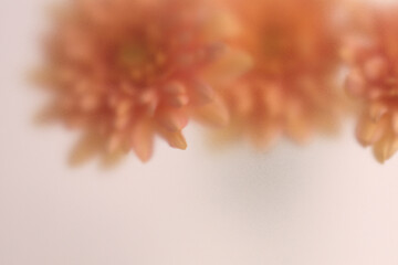 Fototapeta premium Smoke selected soft focus autumn chrysanthemum, aster Flower bouquet through translucent matte frosted glass. Abstract natural blurred grain light fog background.