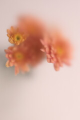 Fototapeta premium Smoke selected soft focus autumn chrysanthemum, aster Flower bouquet through translucent matte frosted glass. Abstract natural blurred grain light fog background.