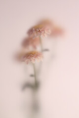 Fototapeta premium Smoke selected soft focus autumn chrysanthemum, aster Flower bouquet through translucent matte frosted glass. Abstract natural blurred grain light fog background.