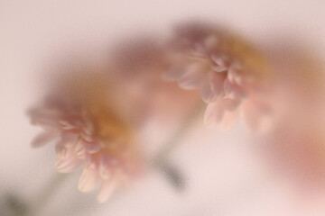 Fototapeta premium Smoke selected soft focus autumn chrysanthemum, aster Flower bouquet through translucent matte frosted glass. Abstract natural blurred grain light fog background.