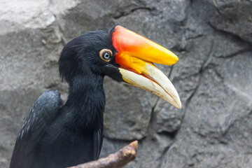 Rhinoceros Hornbill Close-Up Showing Colourful Orange and Yellow Beak © chris2766
