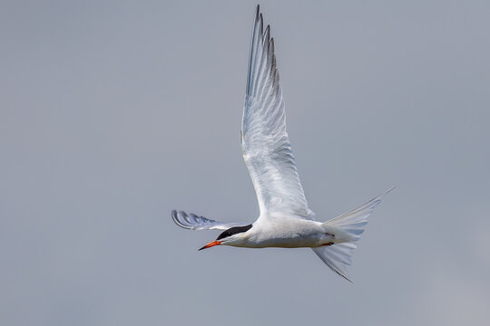 Common tern (Sterna hirundo)