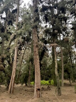 Bosque con &aacute;rboles altos y densa vegetaci&oacute;n natural en un d&iacute;a de campo.