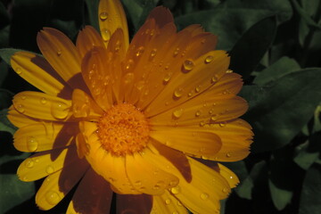 Primer plano de flor de caléndula amarilla con gotas de agua en el jardín © Vanina