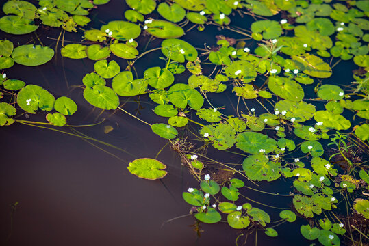 Wild Aquatic Plants in a Serene Pond Surrounded by Lush Green Leaves, Peaceful Natural Landscape