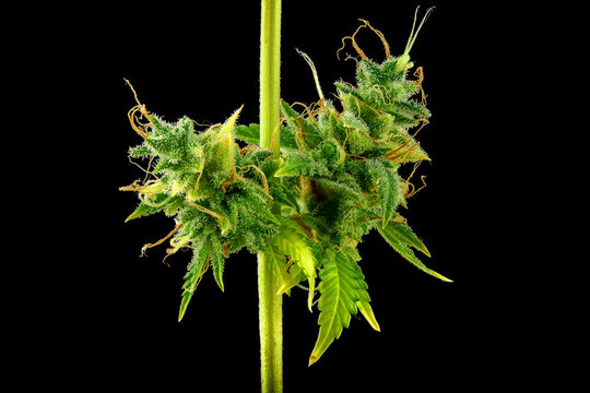 Flowering Mimosa Evo autoflowering cannabis strain buds on main stem with trichomes and pistils isolated on black background, indoor medical marijuana cultivation macro