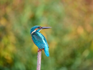Zimorodek, Kingfisher, Alcedo atthis - w jessiennych kolorach  © filozofgrecki