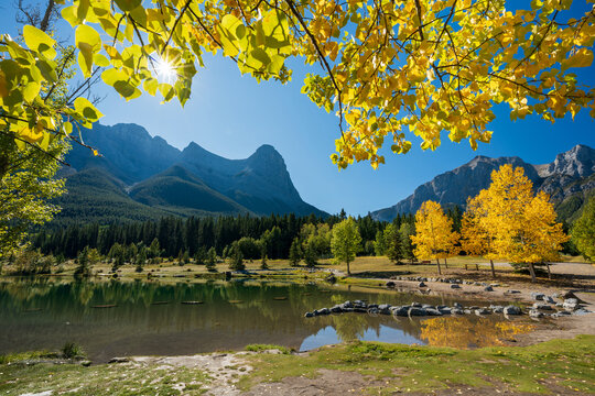 Quarry Lake autumn landscape, yellow leaves reflecting on clear water. Canmore, Alberta, Canada.