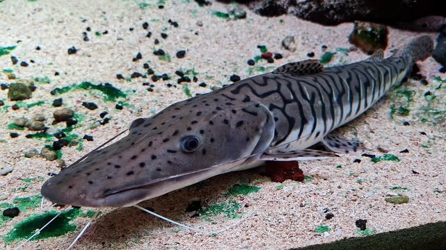 Tiger shovelnose catfish (Pseudoplatystoma) is a long-whiskered freshwater fish native to South American river basins, including the Amazon and Orinoco.