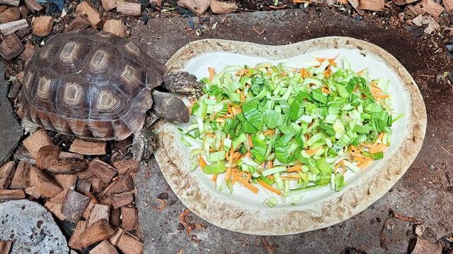 Three baby Sulcata tortoise (Centrochelys sulcata) eating a vegetables, illustrating animal feeding behavior, reptile wildlife, and tortoise care