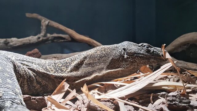 Closeup footage of an Asian water monitor (Varanus salvator), highlighting its textured scales and distinctive reptilian features.