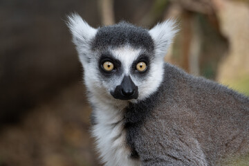 Lemur guckt in die Kamera © Benedikt