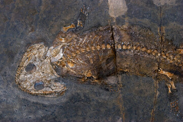 Fossil Amphibian from the Permian Period, Germany,  Micromelerpeton credneri © Tsado