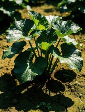 Green Ligularia plant with large heart shaped leaves grows in dry cracked soil. Summer heat causes drought in garden. Decorative foliage needs water, irrigation for healthy growth during hot weather