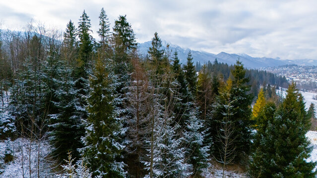 Aerial drone shot of snow dusted pine treetops in alpine forest with Tatra mountains background Poland