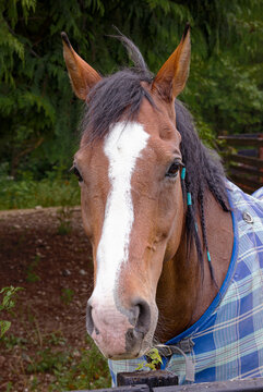Horse Facing Forward and Looking