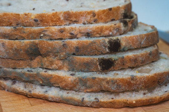 Spoiled whole grain bread displays active mold growth for spoilage biology research, revealing detailed fungal contamination patterns across multiple overlapping baked bakery slices.