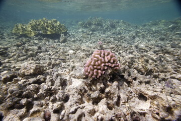 Rose coral among the reef near Hawaii © willtu