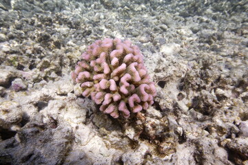 Rose coral among the reef near Hawaii © willtu