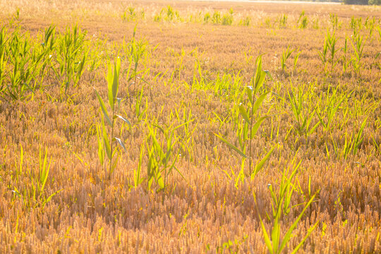 Wheat field. Cereals for bakery