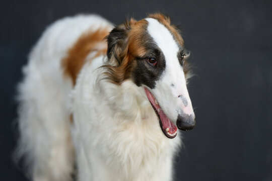 Elegant borzoi dog portrait on dark background. Beautiful russian wolfhound puppy with white, ginger silky fur looking at camera. Aristocratic pet companionship, luxury lifestyle concept, animal care