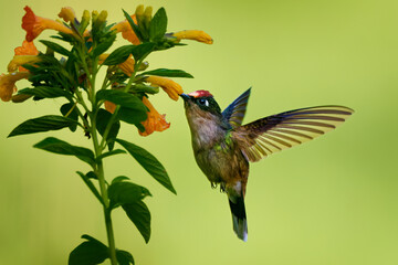 Tolima Blossomcrown Anthocephala berlepschi, vulnerable hummingbird endemic to Colombian Andes, hovering in flight and drinking nectar from orange tubular flowers, rufous crown, green background © phototrip.cz