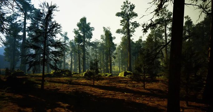 Sundrenched pine trail leading toward bright clearing with warm beams and amber glow, soft mossy patches and textured roots scene evokes outdoor fitness,