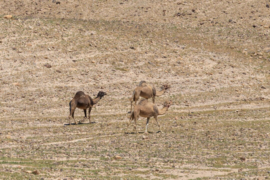 A few camels walking through the Negev Desert in Israel.
