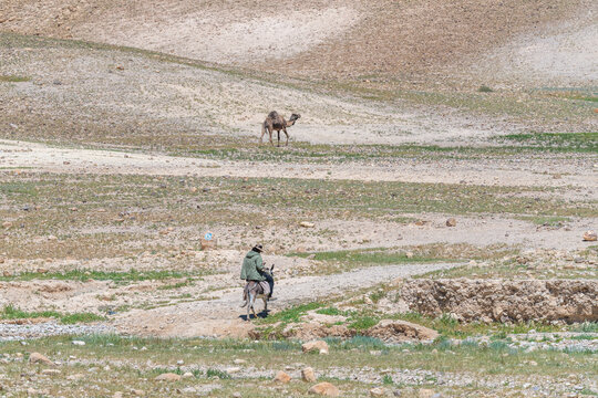 A herd of Camels and the camel herder on his donkey going into the Negev Desert in Israel to graze.
