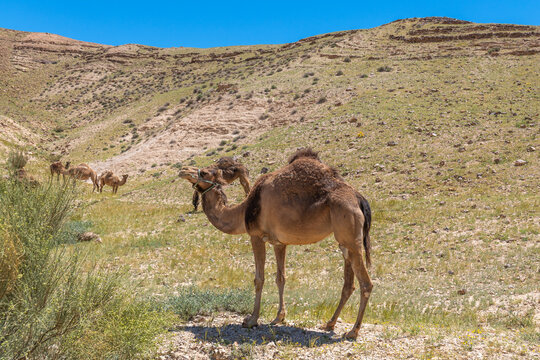 One camel on the side of a hill in the Negev Desert in Israel.
