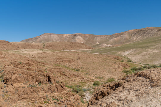 A few camels walking through the Negev Desert in Israel.
