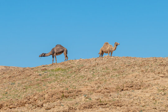Two camels on the top of a hill in the Negev Desert in Israel.
