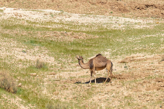 One camel on the side of a hill in the Negev Desert in Israel.
