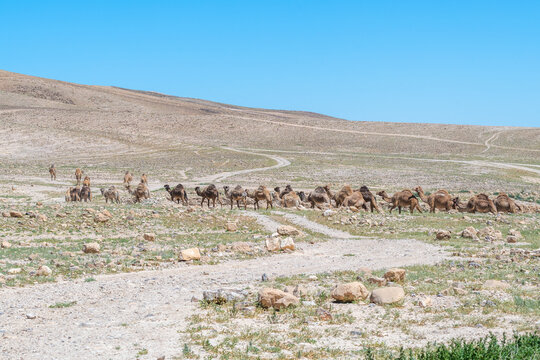 A herd of Camels going into the Negev Desert in Israel to graze.
