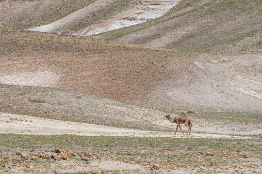 One camel on the side of a hill in the Negev Desert in Israel.
