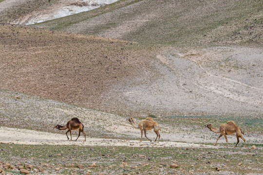 A few camels walking through the Negev Desert in Israel.
