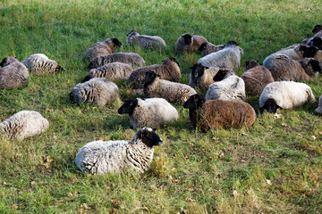 Flock of Blackface Sheep Resting in a Green Grassy Pasture © MarekLuthardt