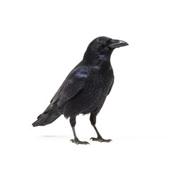 Fototapeta premium crow on white background