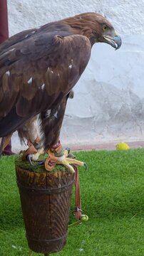 Majestic golden eagle Aquila chrysaetos perched on a wooden block with leather jesses at a falconry exhibition.