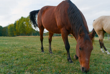 Bay horse grazing in lush green pasture © Kamil