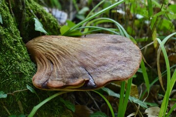 Large brown bracket fungus growing on a moss-covered tree trunk © Albina Heleniuk
