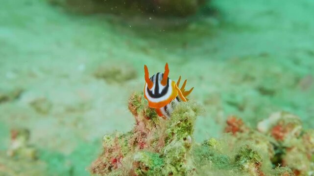 Colorful Chromodoris magnifica sea slug displaying striking mantle bands, crawling slowly across coral substrate in clear waters