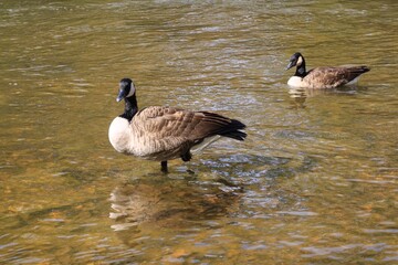 Canada geese in the shallow water of an autumn river © fluffypw88