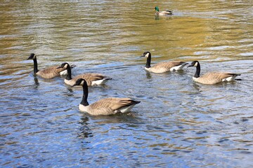 Canada geese swimming on a river in autumn © fluffypw88