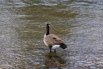 Canada goose standing in the shallow water of an autumn river © fluffypw88