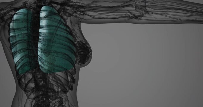 A transparent depiction of human lungs showcases their structure and placement within the torso. This illustration highlights the intricacies of the respiratory system and anatomy.