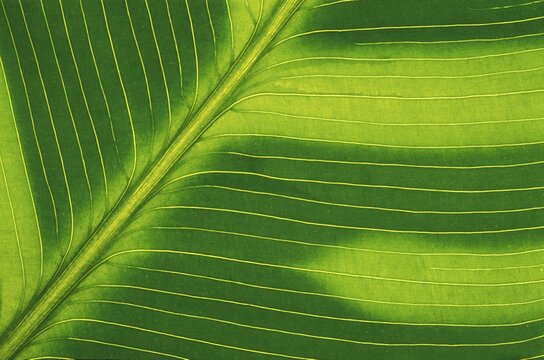 Banana leaf macro