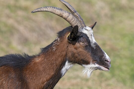Tauernschecken domestic goat, Eggen-Hof, Vomp, Tyrol, Austria
